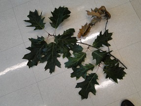 Botryosphaeria canker of oak with diebacks