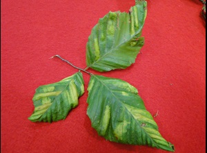 beech leaf disease with yellowing of leaf tissues between veins