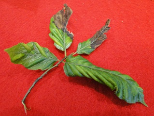 yellowing and browning of beech leaves infected with beech leaf disease