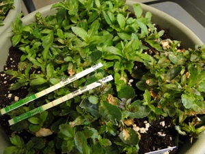 impatiens necrostic spot virus and tobacco spotted wilt virus co-infection on lobelia