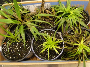 Rhizoctonia web blight of liatris