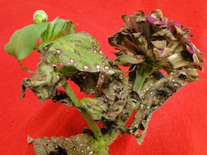 Cercospora leaf spot of zinnia