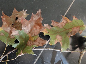 Tubakia leaf spot of oak with large brown lesions on leaves