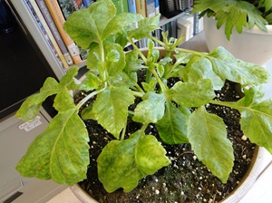 poty virus or dehlia leaves with mosaic sympotms
