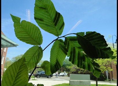 dark green bands on leaves infecte with beech leaf disease