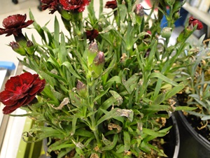 Botrytis blight on dianthus