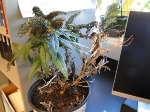 phytophthora root rot of butterfly bush