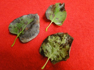 fungal leaf spot of lilac with brown spots on leaves
