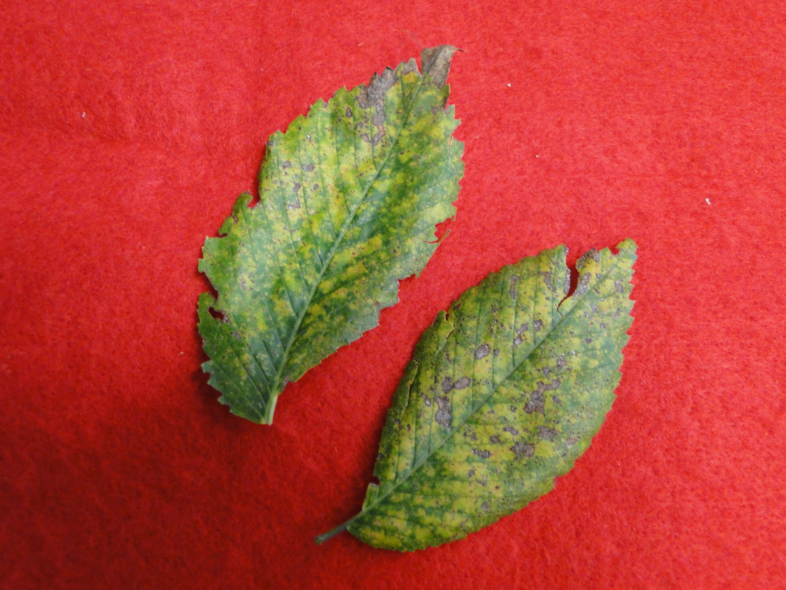 fungal leaf spot of elm with yellow spots on leaves