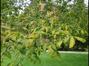 fungal leaf spot of elm with yellowing of leaves on a elm tree