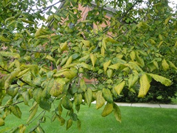 Yellowing of elm leaves infected with black spot