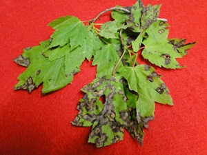 maple anthracnose with brown spots on leaves