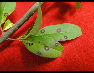 Cercospora leaf spot of privet with brown spots and gray center on leaves