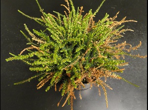 Phytophthora root rot of heather bush in a pot