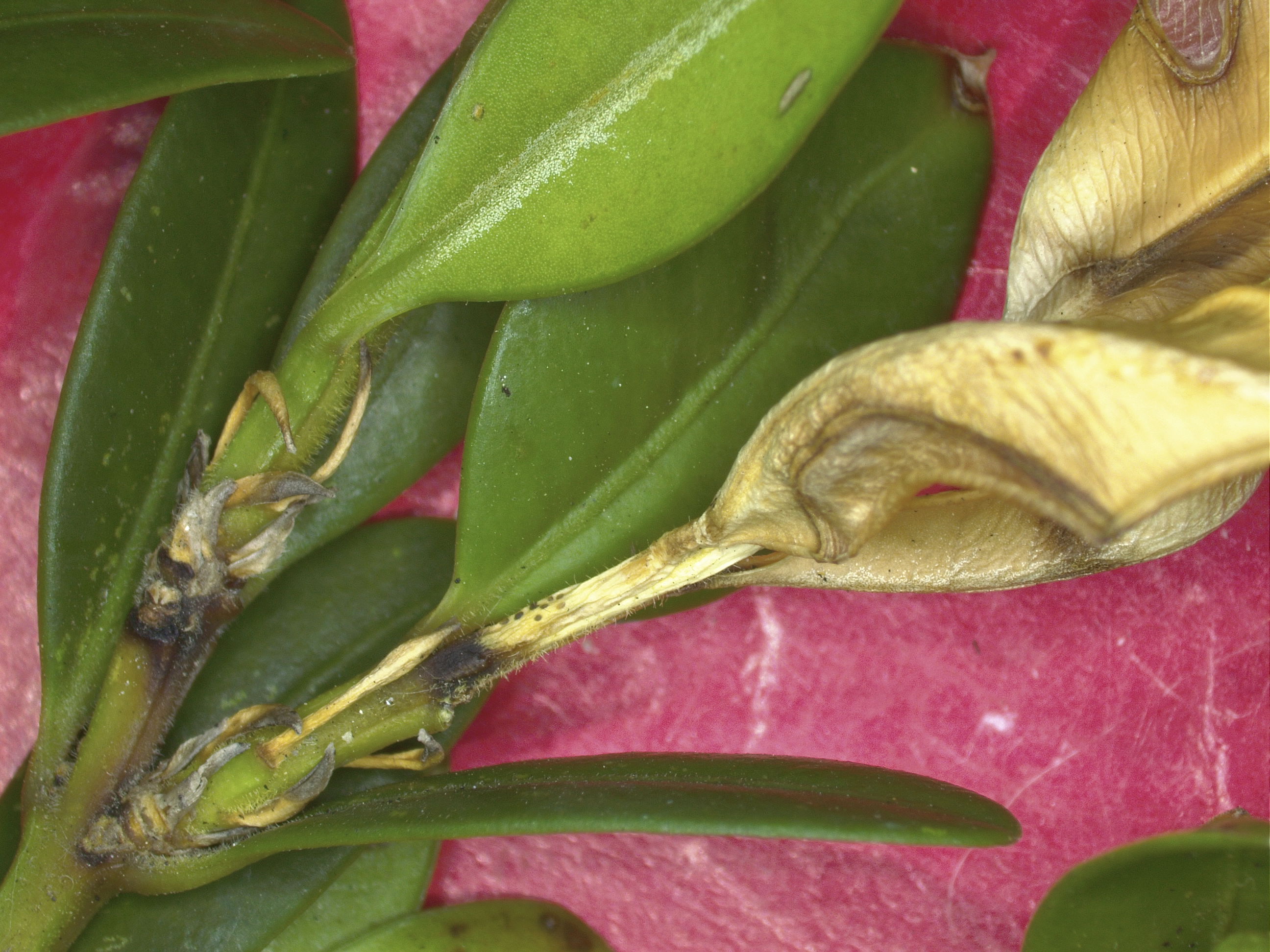 stem canker and black fruiting bories on the brown stems tissues