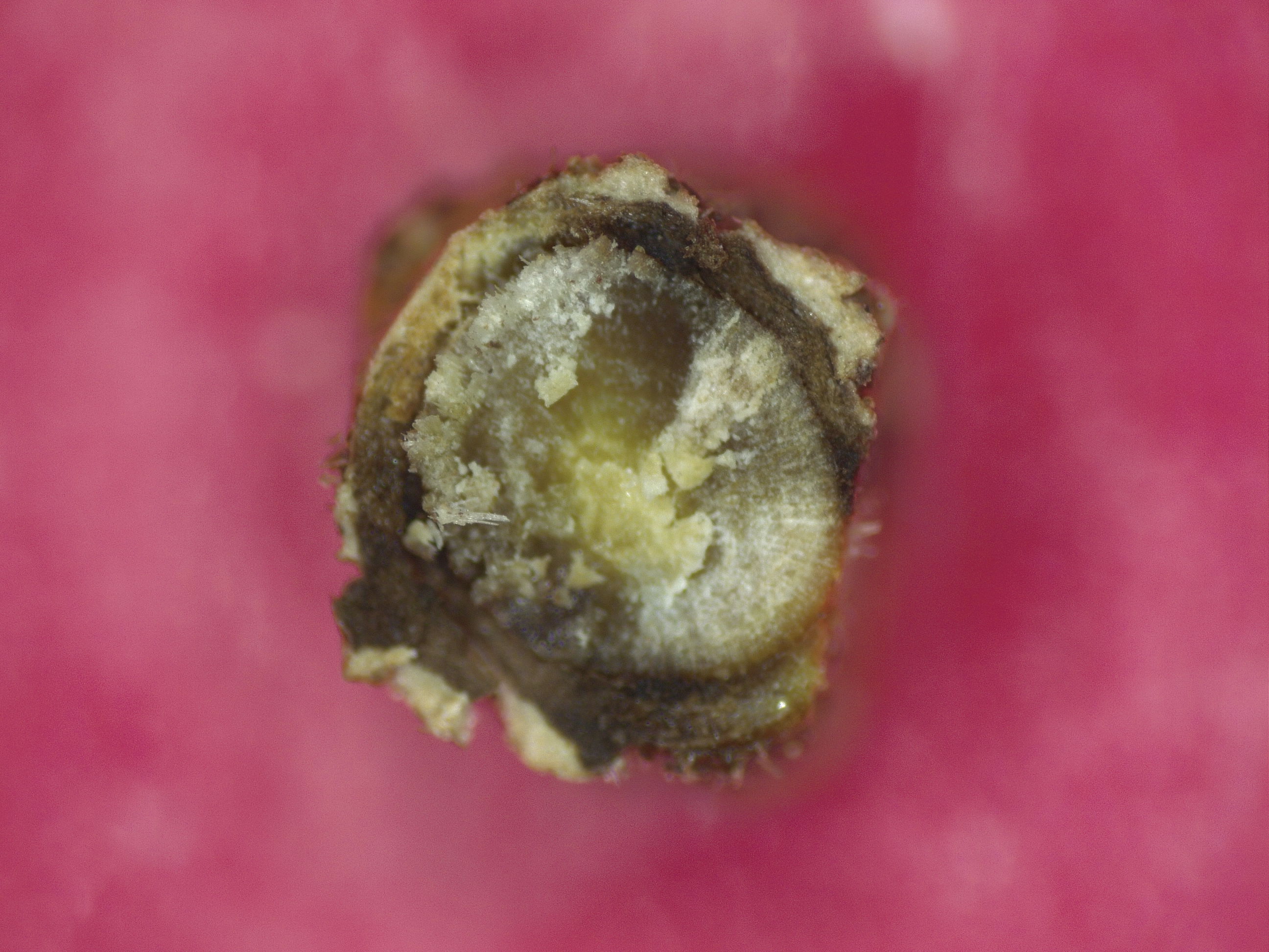 Blackening of a boxwod stem