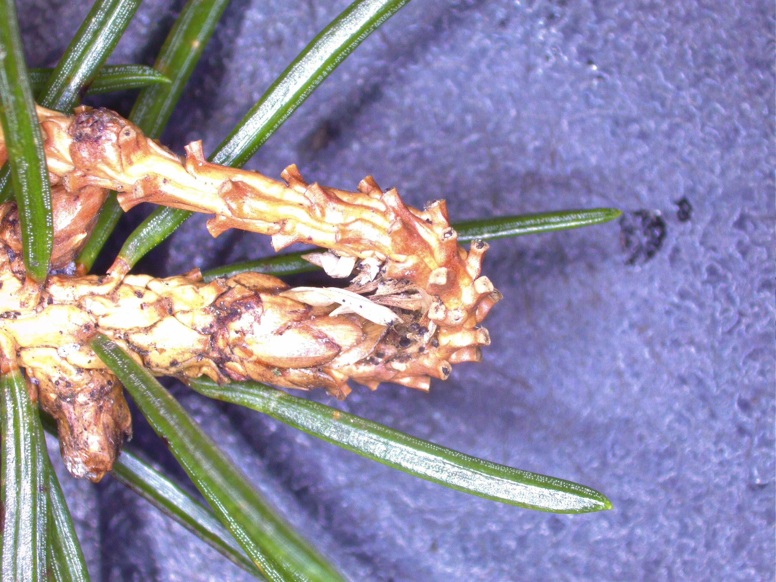 Diplodia blight on spruce