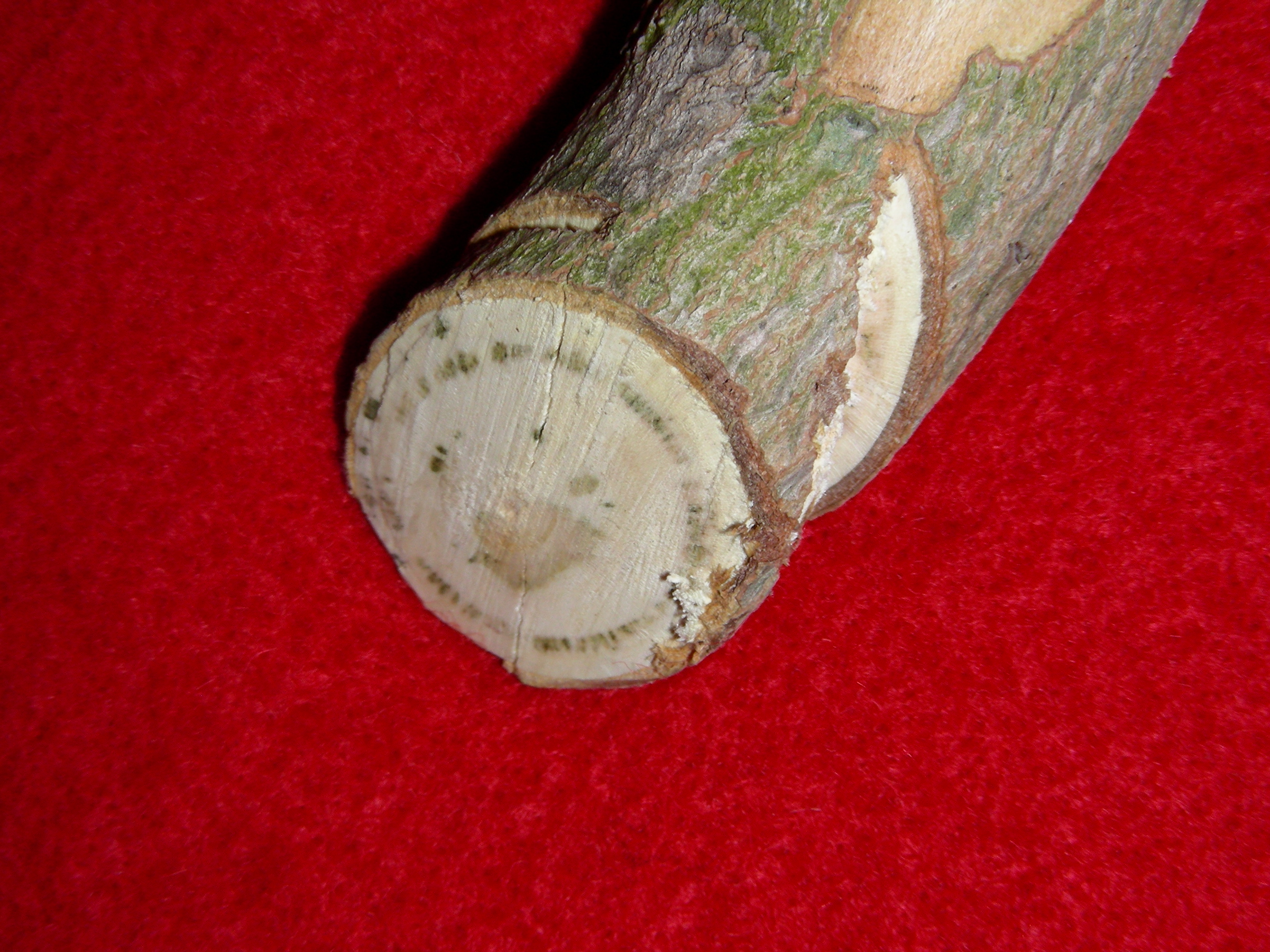 Verticillum wilt of maple with discoloration of vascular tissues