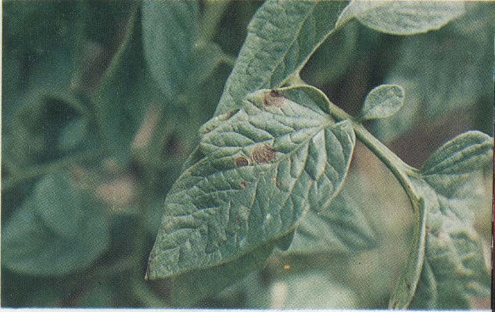 early blight of tomato with brown concentric lesions on a leaf