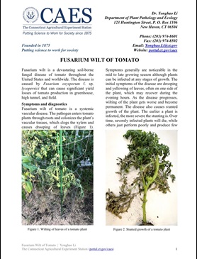the first page of the fact sheet of Fusaium wilt of tomato