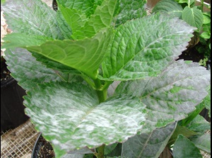 Powdery mildew of hydarngea