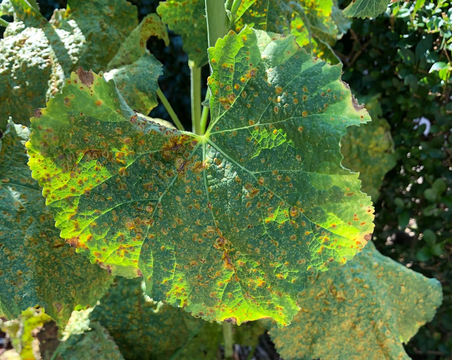 rust disease of hollyhock with yellow and brown spots on leaves