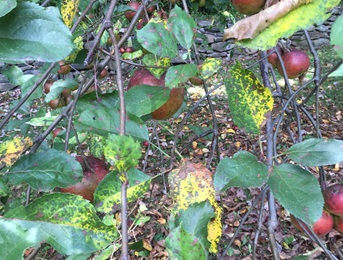 Marssonina blotch of apple with brown spots and yellowing of leaves