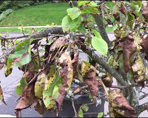 Trellis rust of pear with necrosis and drying of leaves