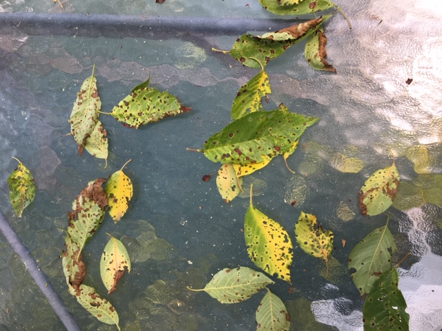 Cherry fungal leaf spot wiht fallen leaves on a deck