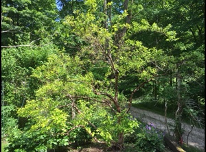 powdery mildew of ninebark bushes with distorted leaves and white mildew on the surface