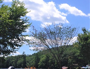 Dutch elm disease with of wilting of leaves and declining of the tree