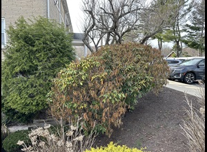 winter injury on rhododendron bushes with browing and drooping of leaves