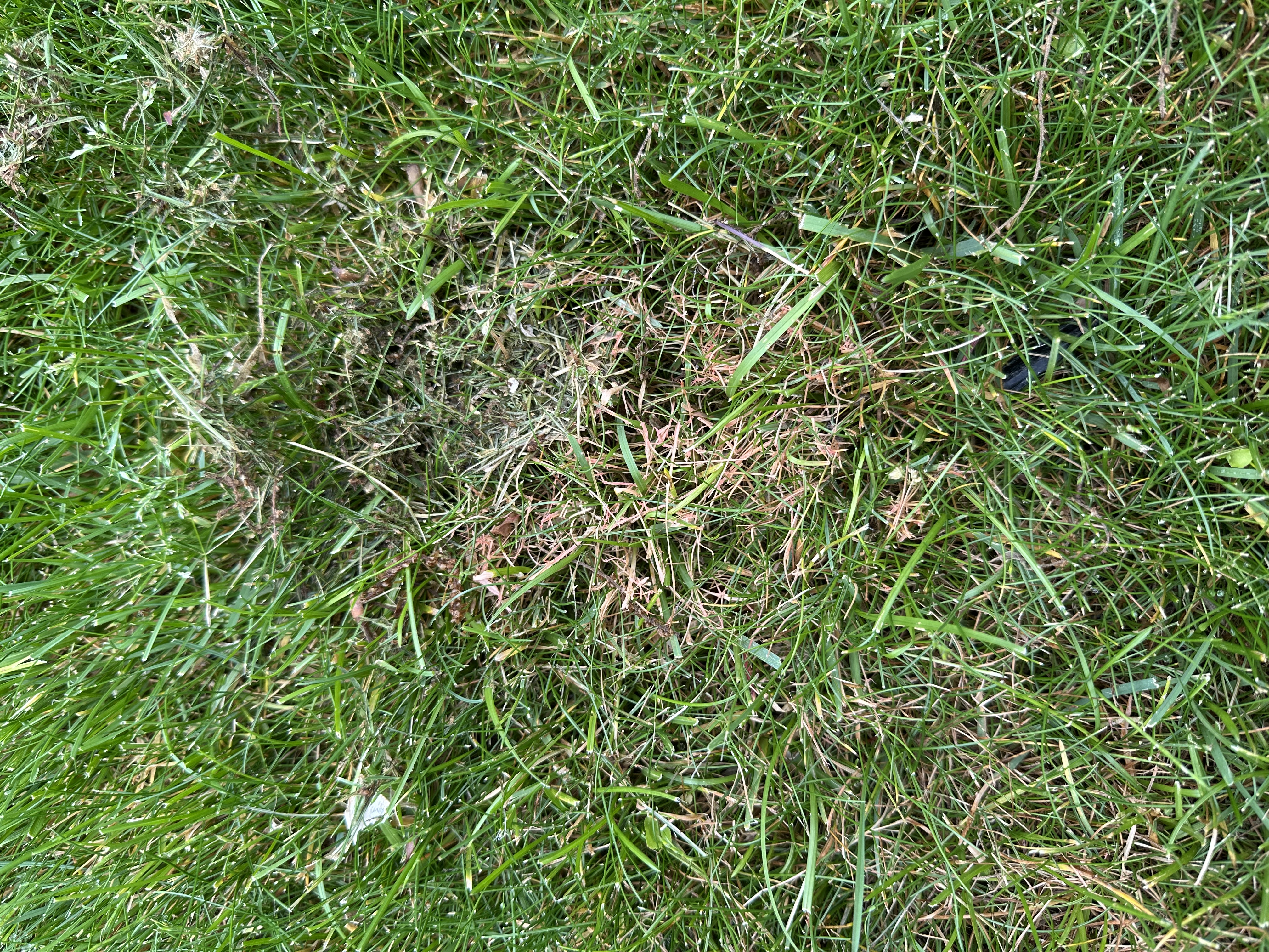 a close-up image of red thread of turfgrass with pink fungal growth on diseased grasses