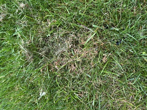 a close-up image of red thread of turfgrass with pink fungal growth on diseased grasses