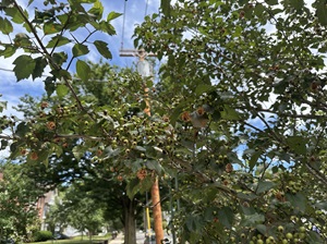 Hawthorn rust with orange fungal fruiting structure on fruits