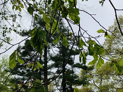 Beech leaf disease with dark green bands on leaves