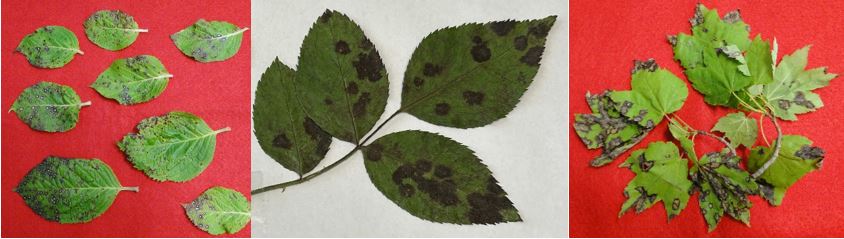 fungal leaf spots on hydrangea, rose, and maple leaves, respectively