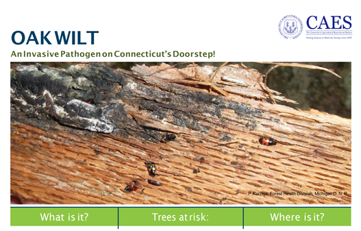 Oak wilt poster