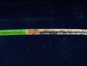 Dooks needle blight of white pine