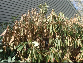 browning and drooping of rhododendron leaves