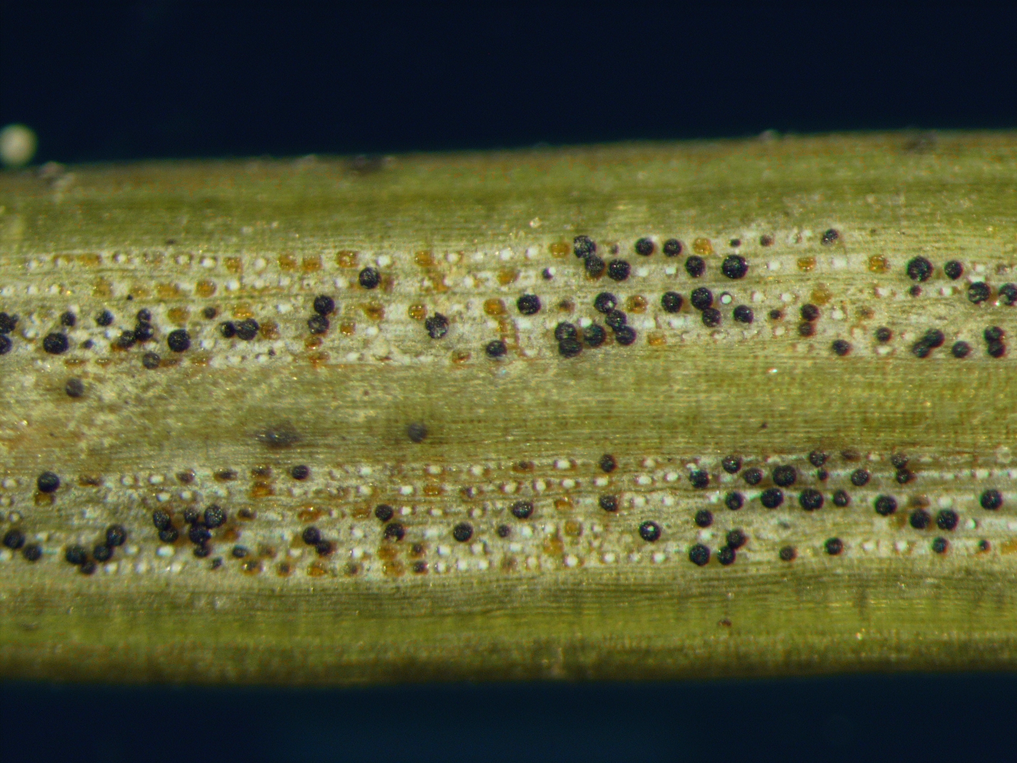 Swiss needle cast of Douglas fir
