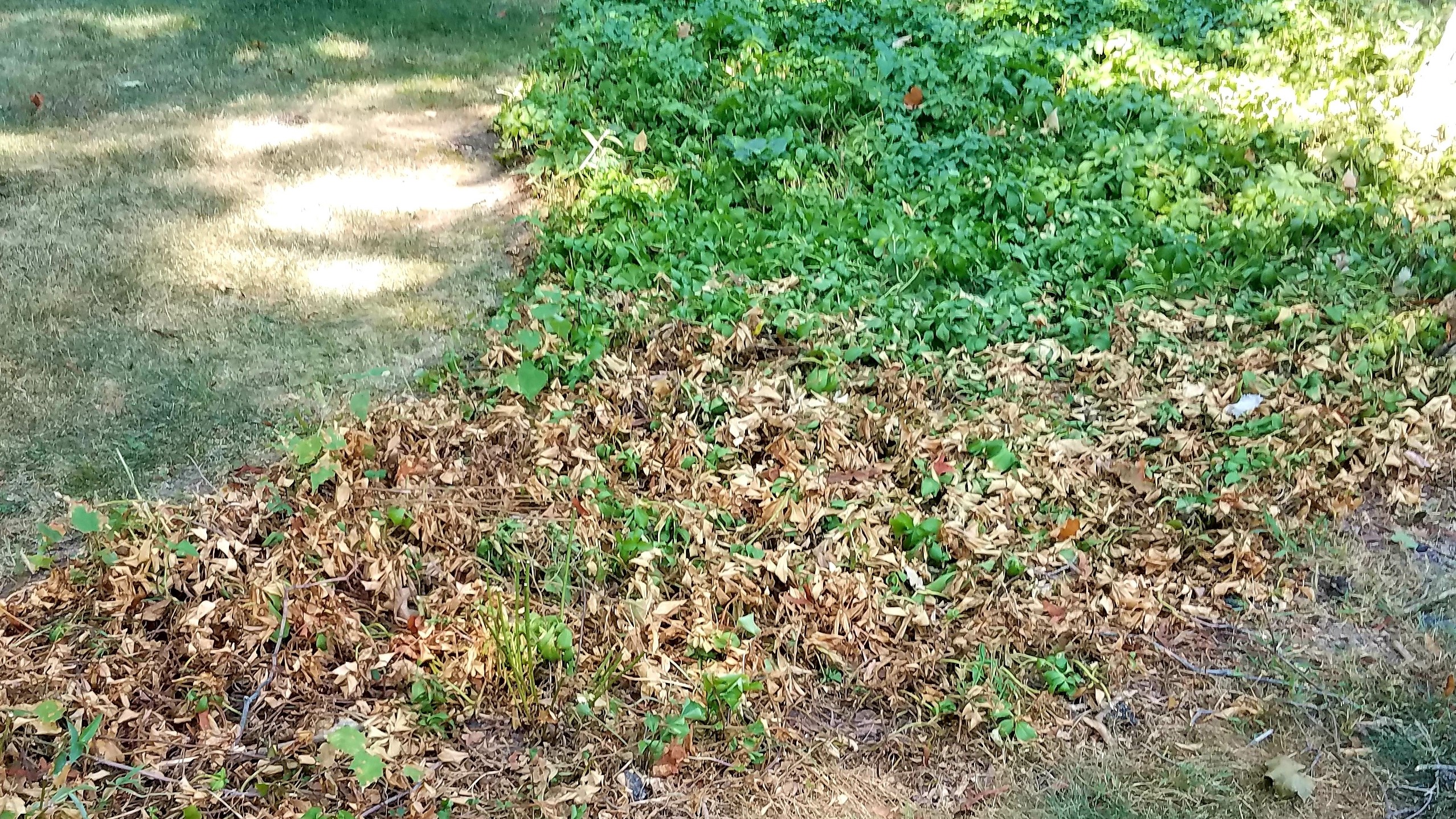 large brown patches in a pachysandra bed infected with Volutella blight of pachysandra