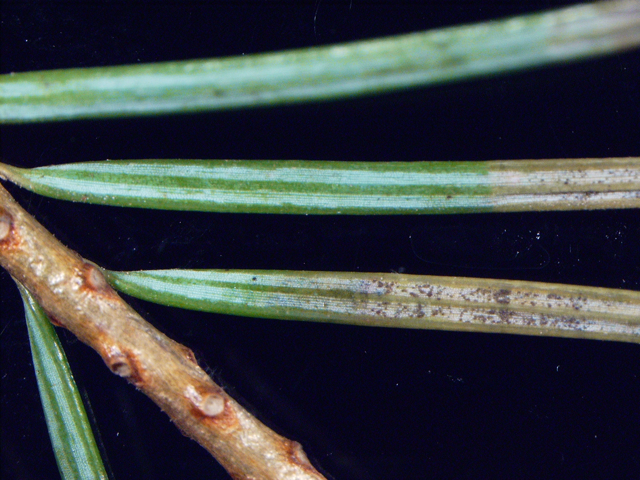 Rhizosphaera needle cast of Douglas fir