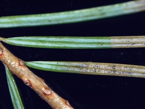 Rhizosphaera needle cast of Douglas fir