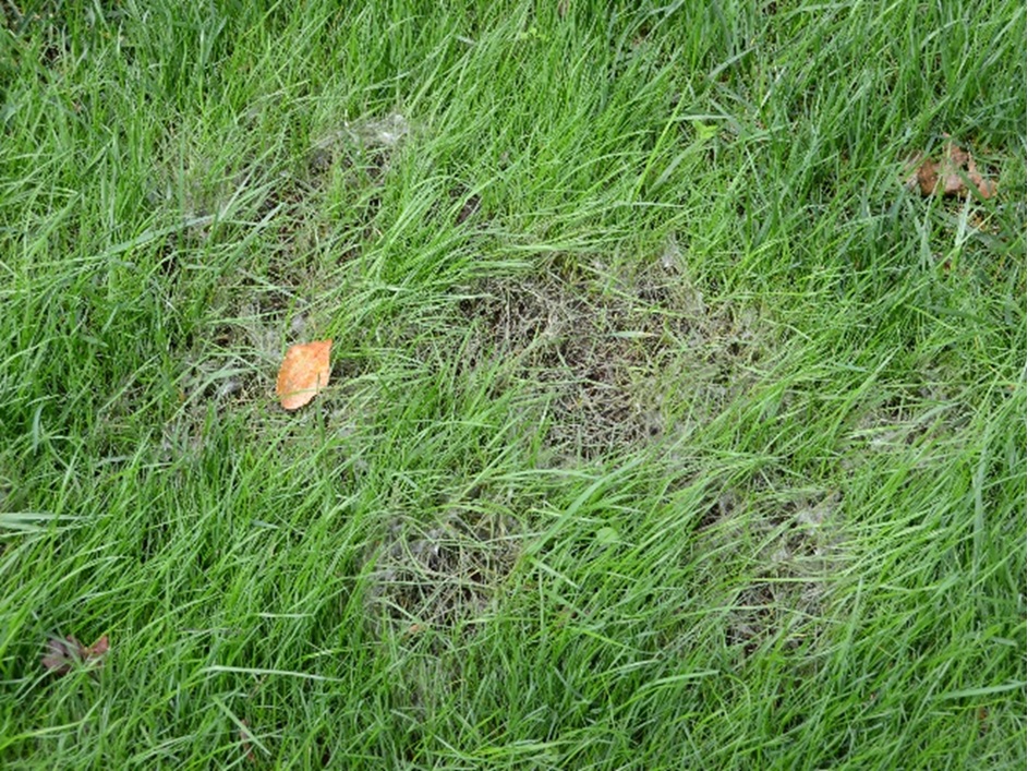 pythium blight on turfgrasses with white mold at the edge of brown spots in the lawn