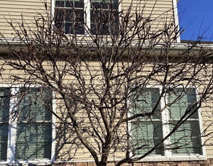 Black knot fungal strutures on a cherry tree in the winter