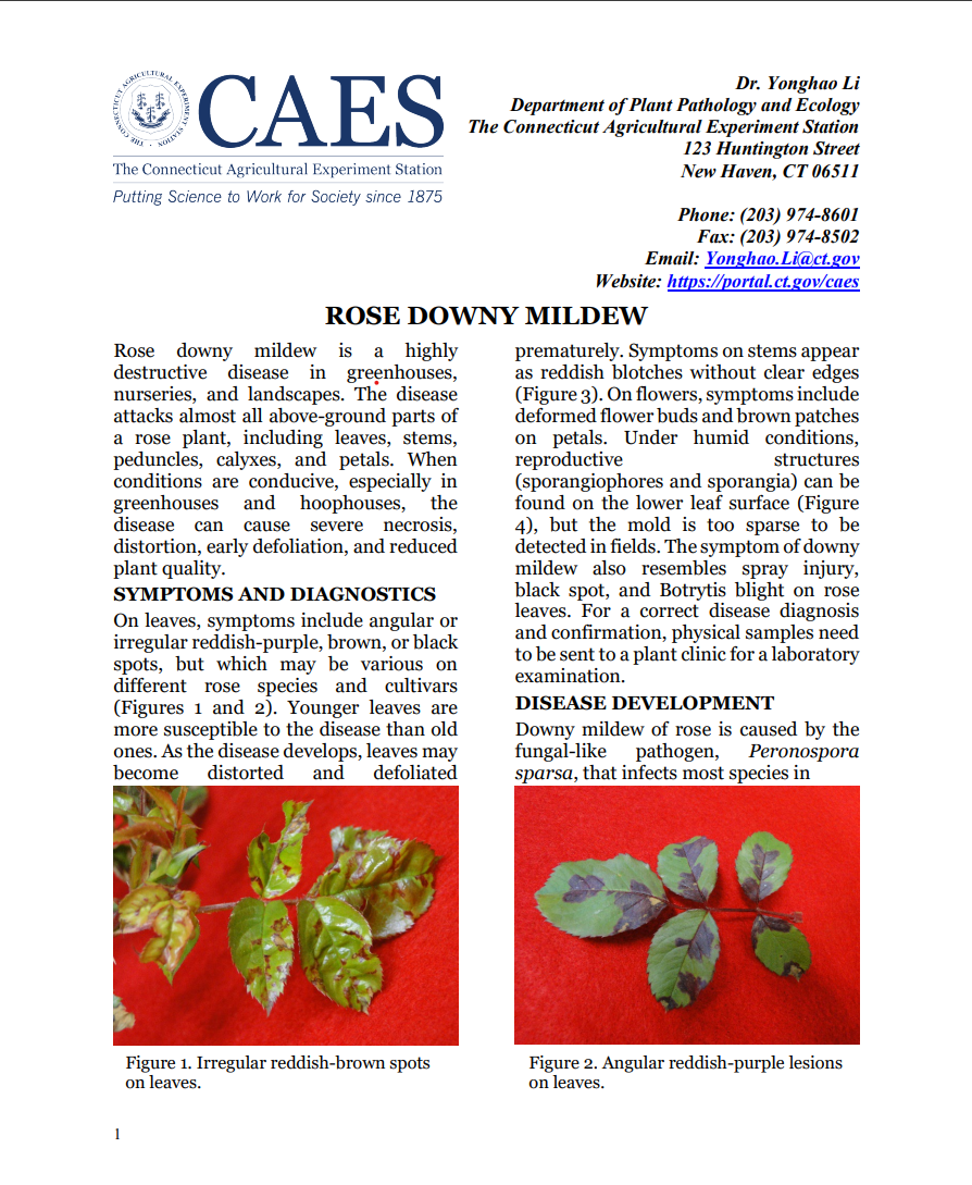 Screenshot of rose downy mildew fact sheet
