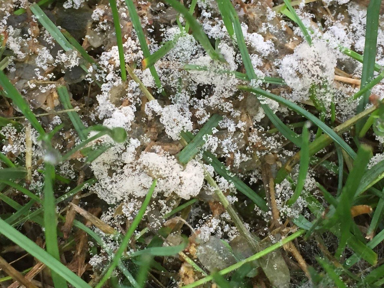 slime mold on turfgrasses with white and gray mold on the top