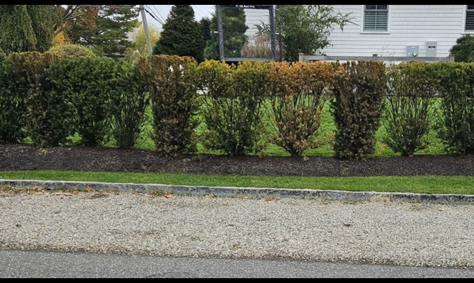 Phytophthora root rot in a yew hedge