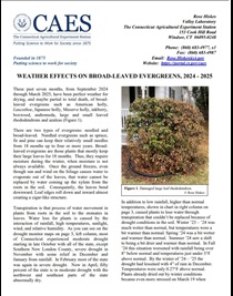 the first page of weatjer effects pm brpad-;eaved evergreems